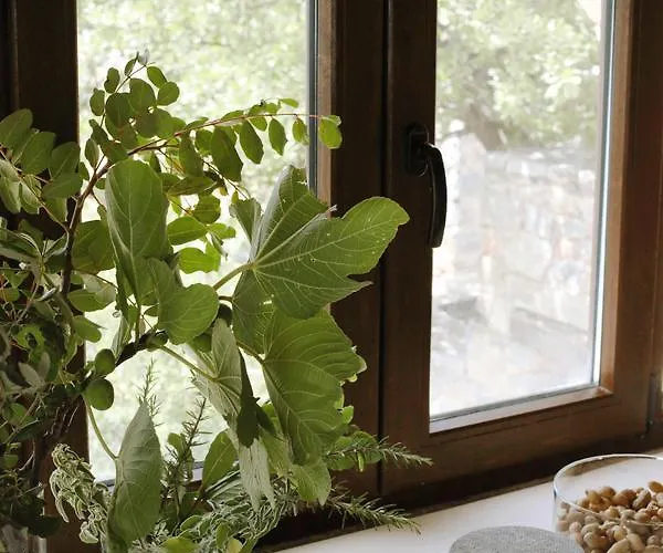 Aegila Boutique Exo Nimfion